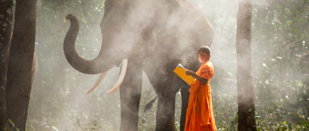 In a serene forest, a young Buddhist monk clad in traditional orange robes stands reading a book to a majestic elephant, symbolizing a harmonious connection between living beings and the ethical considerations in narrating their stories.